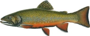 BrookTrout